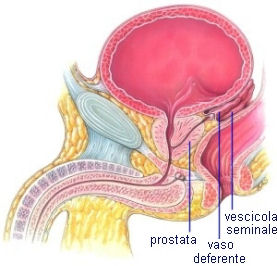 On testosterone